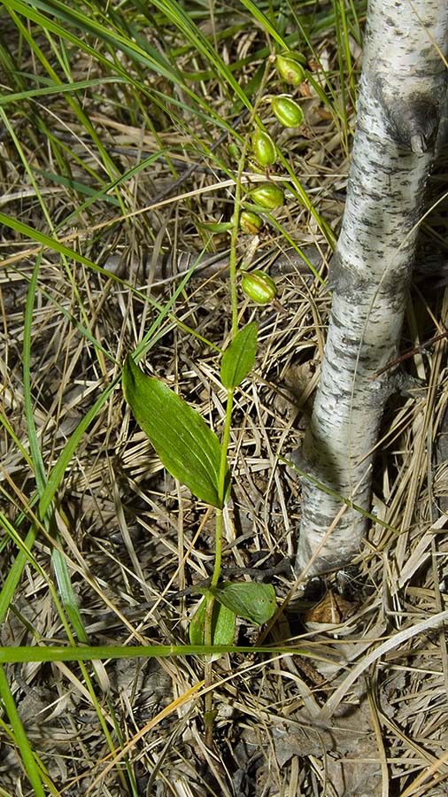 Chiave per orchidee sfiorite